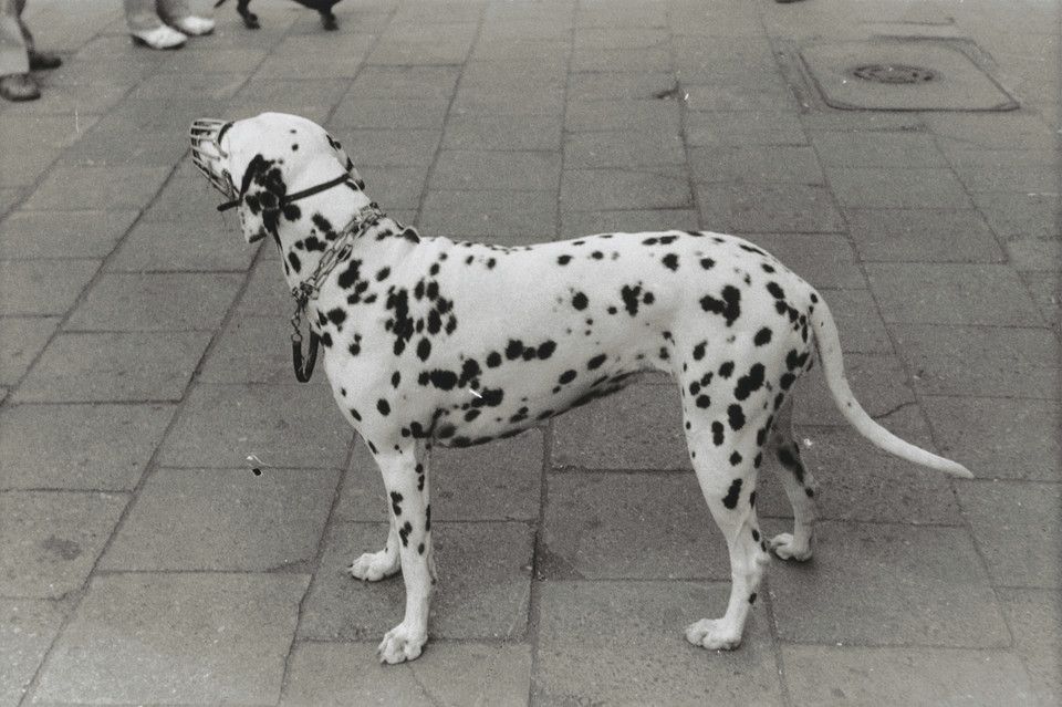 Jan Tarasin, bez tytułu, 1978/2002, fotografia czarno-biała, 30 × 41 cm, kolekcja MuFo