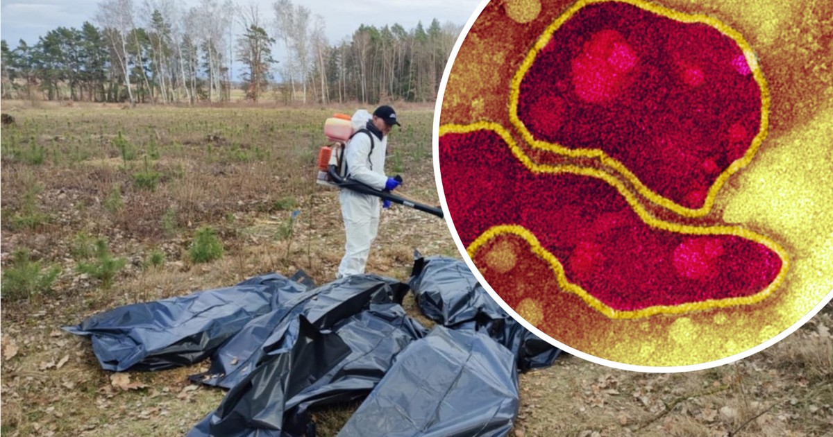 Kolejne ognisko śmiertelnej grypy ptaków w Lubelskiem
