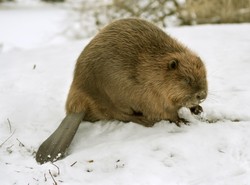 Bobrze, czy na mrozie ci dobrze?