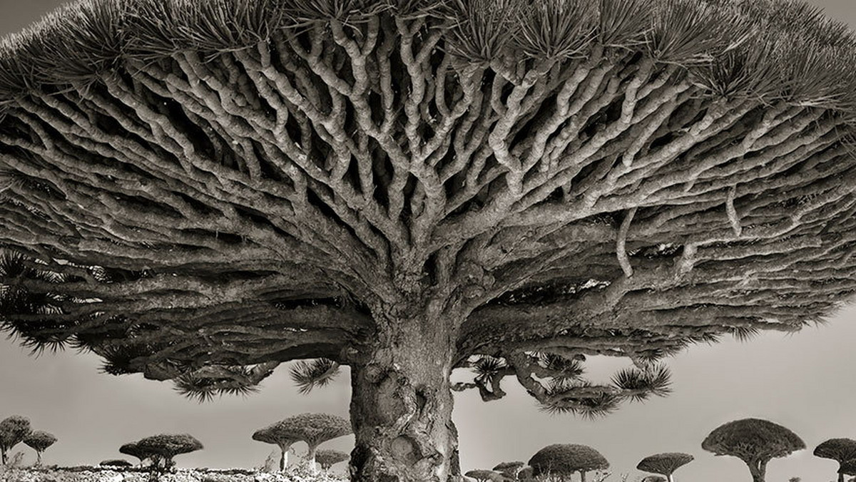 Beth Moon, fotografka z San Francisco, podróżowała po całym świecie w poszukiwaniu interesujących obiektów. Uznała, że wiekowe drzewa to najstarsze i wciąż żywe pomniki świata, prawdziwe "portrety czasu".