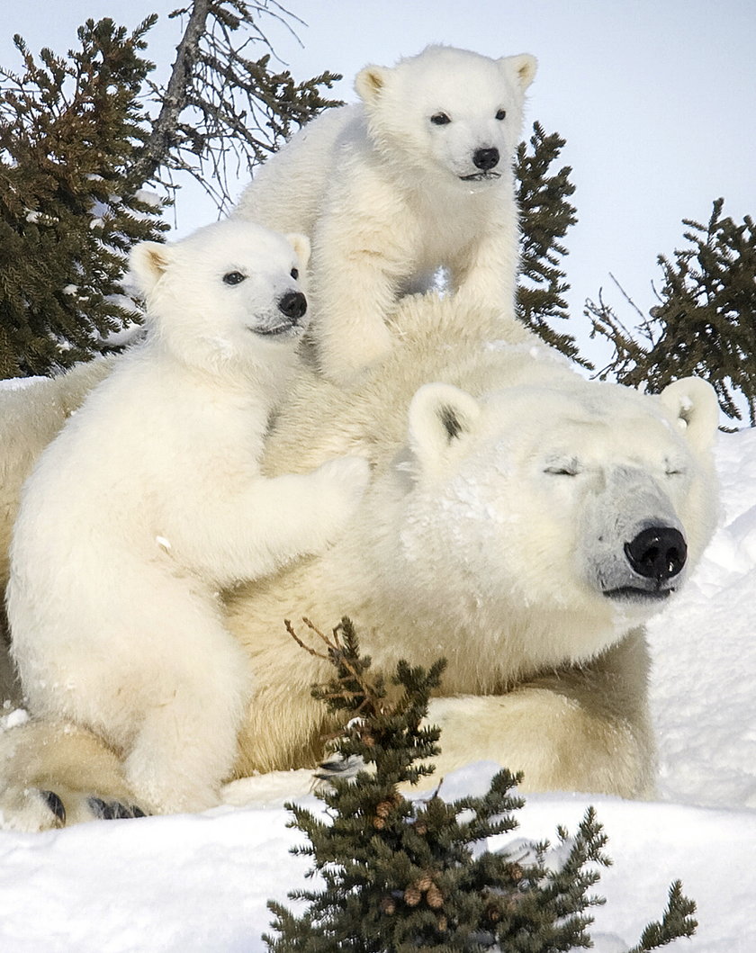 Misie polarne