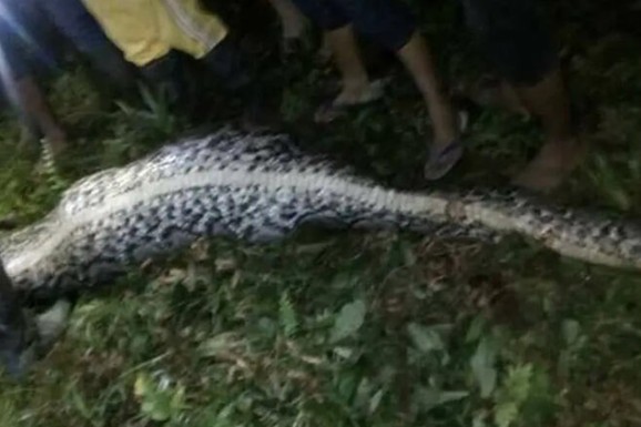 (UZNEMIRUJUĆI VIDEO) PITON PROGUTAO ČOVEKA Obmotao ga, ugušio i POJEO U JEDNOM KOMADU: Meštani rasporili zmiju i našli telo