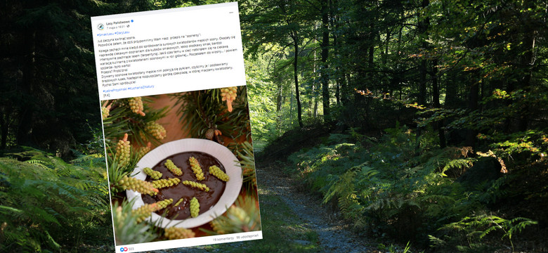 Oto przepis na "sosnersy". Leśnicy pokazali jak jeść surowe, nietypowe dary lasu