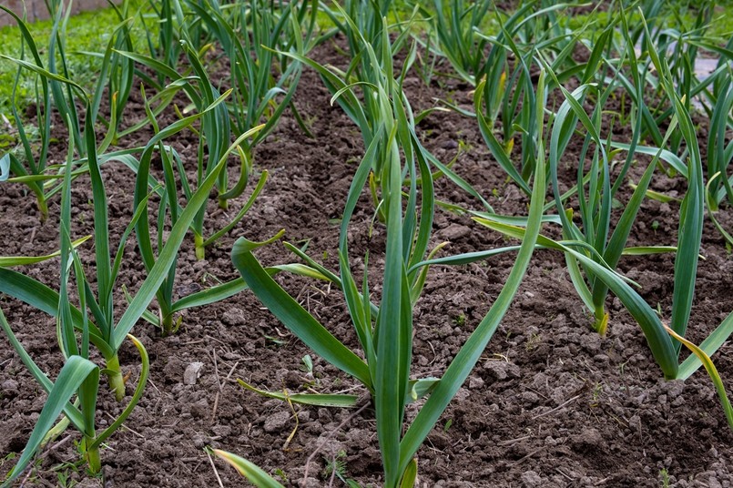 czosnek ozimy wiosną