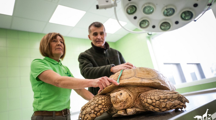 A félmázsás sarkantyús teknős mozgatása kétemberes feladat volt / Fotó: Veszprém Zoo 