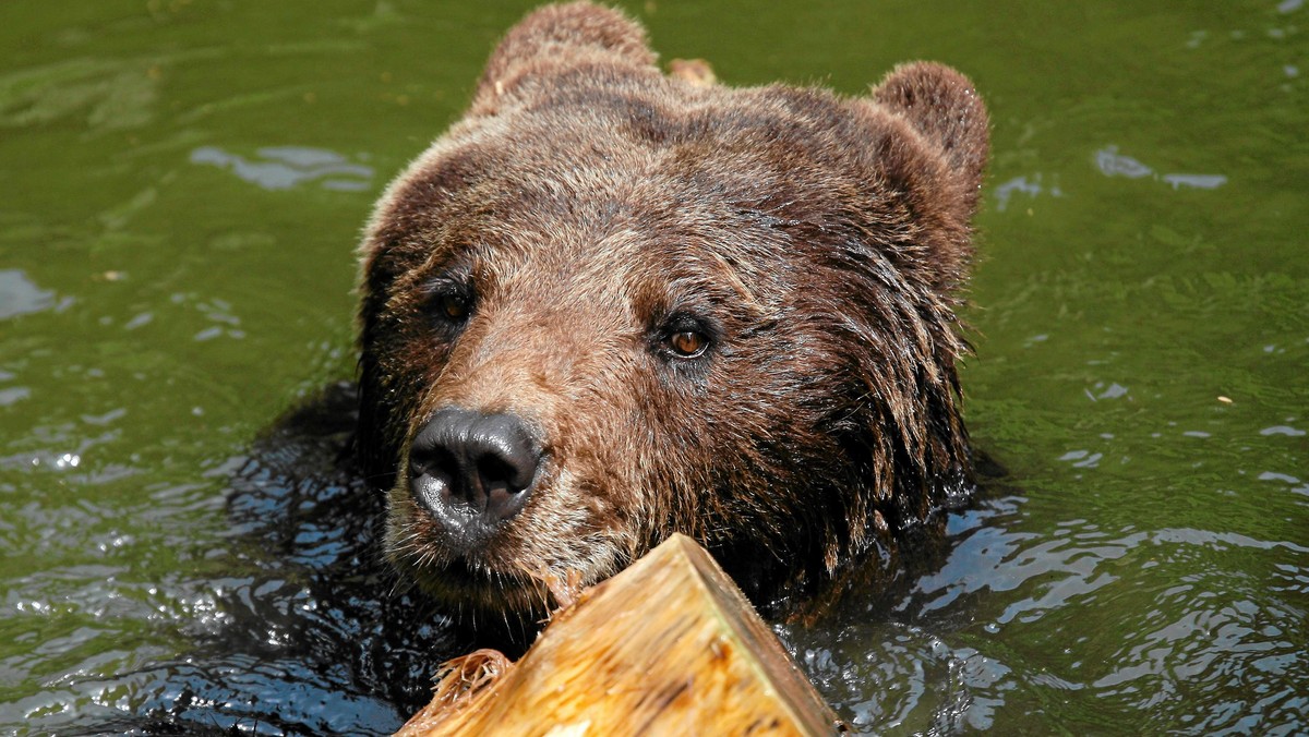 W ramach projektu prowadzonego przez WWF Polska, pierwszy z sześciu bieszczadzkich niedźwiedzi został wyposażony w obrożę telemetryczną. Przyrodnicy chcą lepiej poznać zwyczaje tych zwierząt - poinformował Paweł Średziński z WWF Polska.