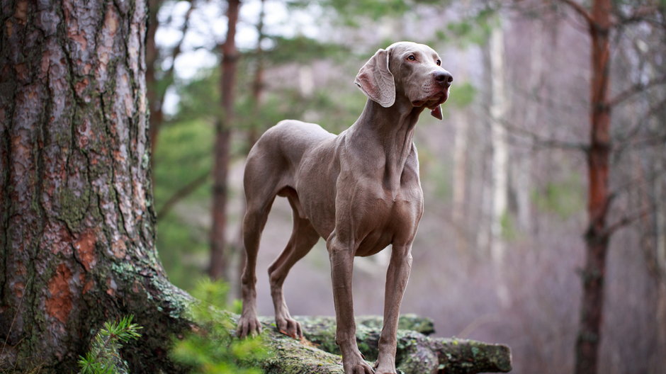 Weimaraner, DragoNika/stock.adobe.com