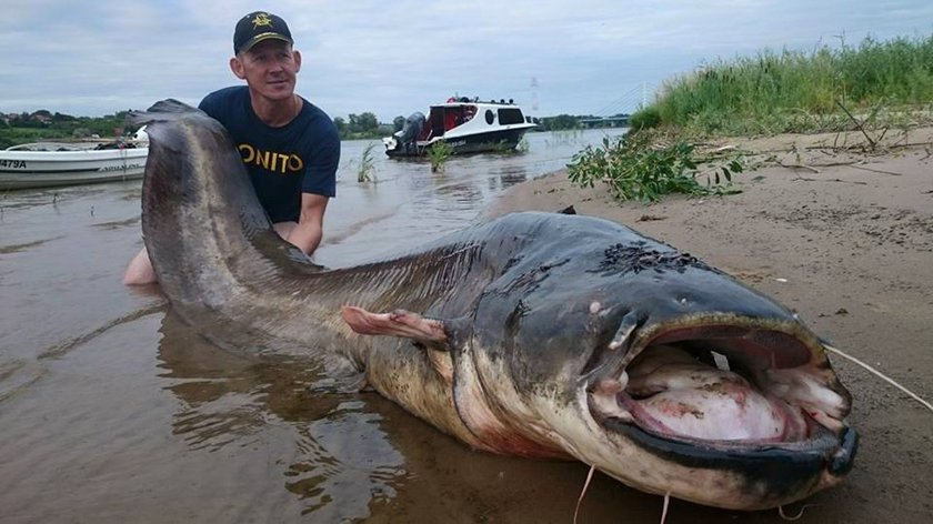 Złowił gigantycznego suma