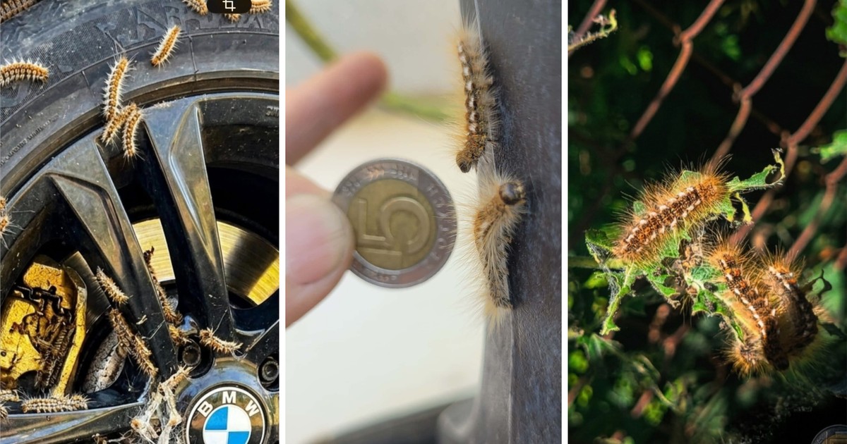 Inwazja jadowitych gąsienic w Wielkopolsce: Co dalej?