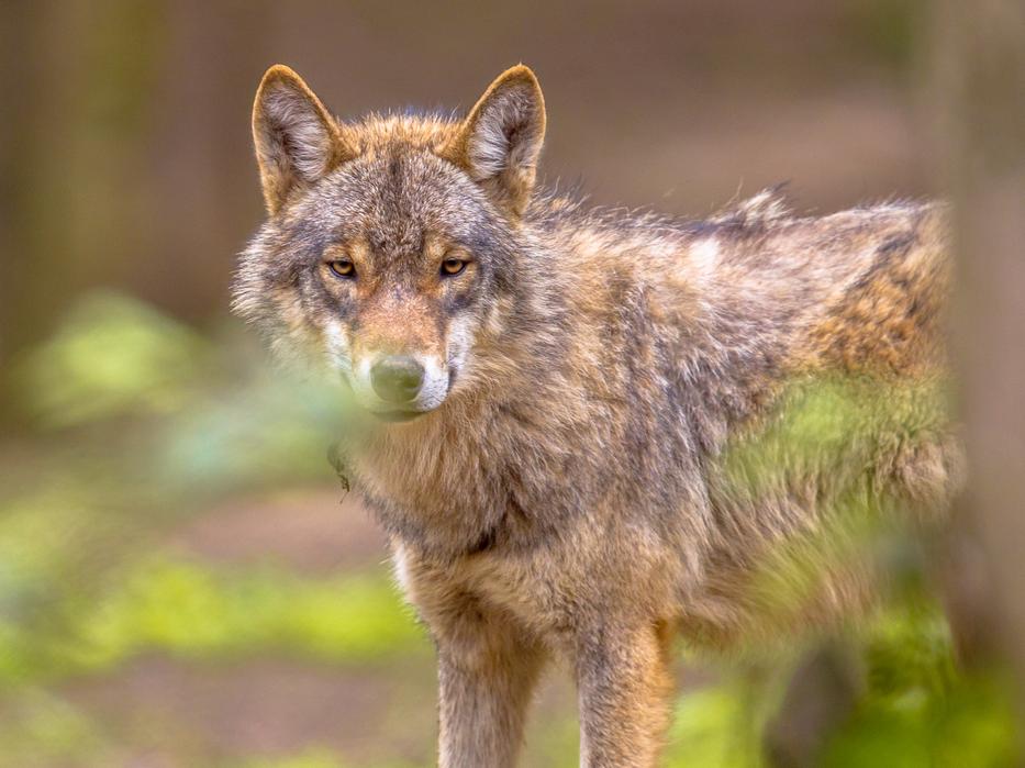 Friss hírek a Borsodban kilőtt svájci farkasról. Fotó: Getty Images