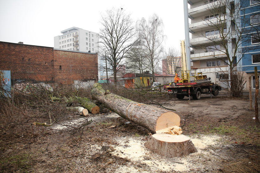 Nie udało się uratować drzew przy ul. Obornickiej w Łodzi 