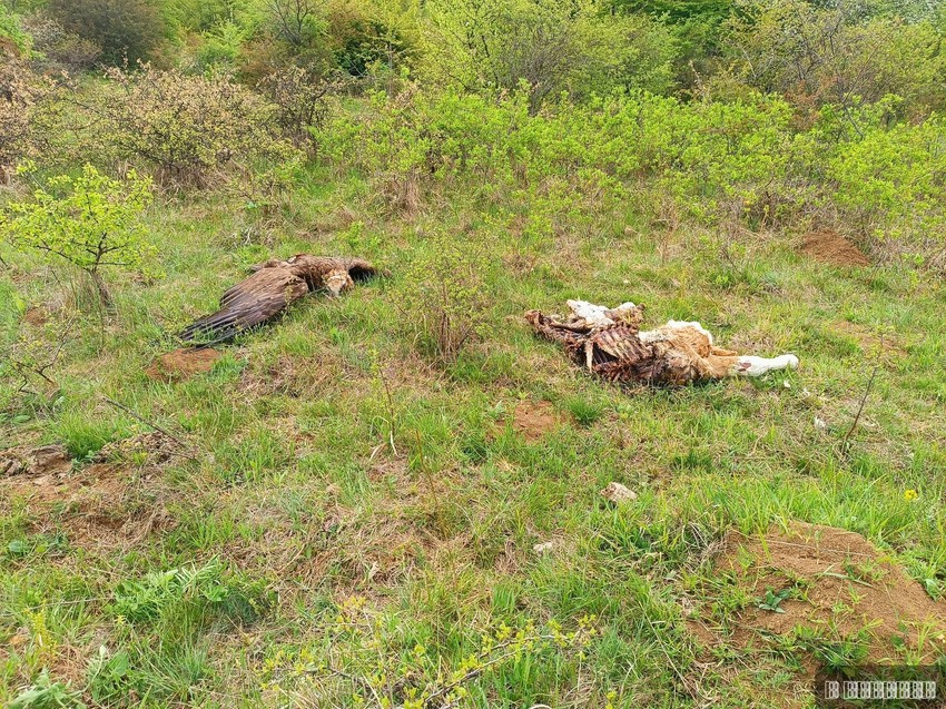 Zbog trovanja, policija u Nišu uhapsila je neimenovanog 57-godišnjaka