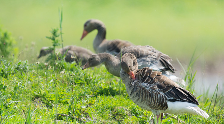 Repülés közben érte utol a vihar a vadludakat / Fotó: Northfoto