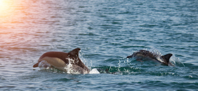To koniec rzezi delfinów? Rząd Wysp Owczych wprowadza ograniczenia