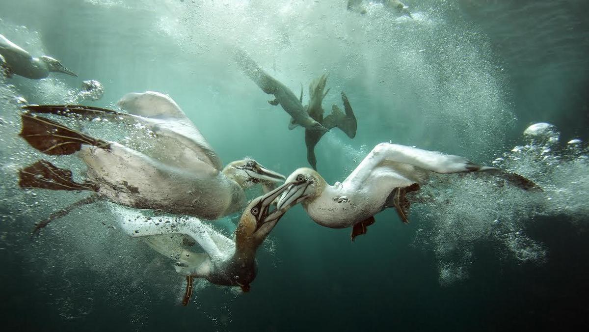 Underwater Photographer Of The Year konurs podwodne zdjęcia 
