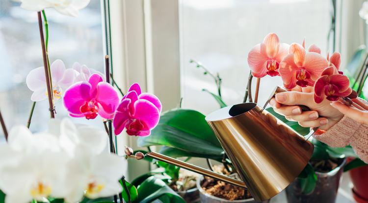 Ezzel a módszerrel lesz csodálatos az orchideád. Fotó: Getty Images