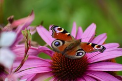 Kwiaty wabiące motyle w ogrodzie. Będziesz mieć prawdziwe show [LISTA]