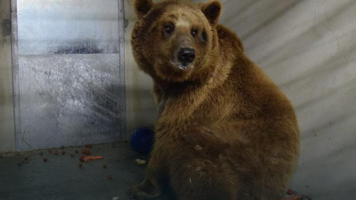 Ogród zoologiczny w Poznaniu stracił status ogrodu zoologicznego pod koniec kwietnia decyzją ówczesnego Powiatowego Lekarza Weterynarii. Ireneusz Sobiak miał wątpliwości co do przyjmowania w zoo zwierząt z jednostek innych niż te zatwierdzone. Po roszadach na tym stanowisku zoo odzyskuje odebrany status.