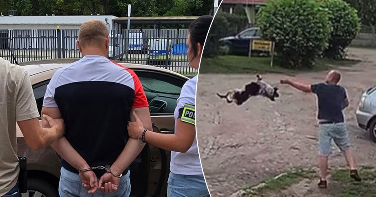 Sąd skazał na więzienie za brutalne rzucenie psem – jak polskie prawo chroni zwierzęta