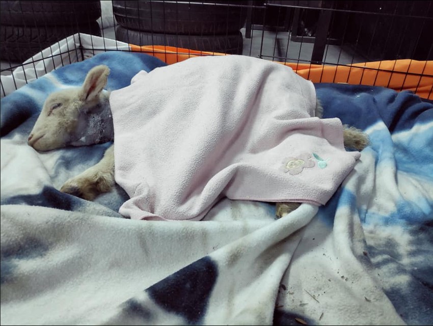 Jaga se sada oporavlja