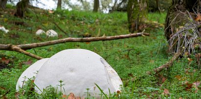 Na grzyby nie trzeba iść do lasu. Gigantyczny okaz w ogródku pani Oli. Ale ostrożnie, trzeba z nim uważać!