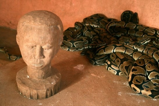 Group of pythons 