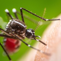 Vérzéses láz, Dengue-láz: tünetei, terjedése, kezelése és megelőzése