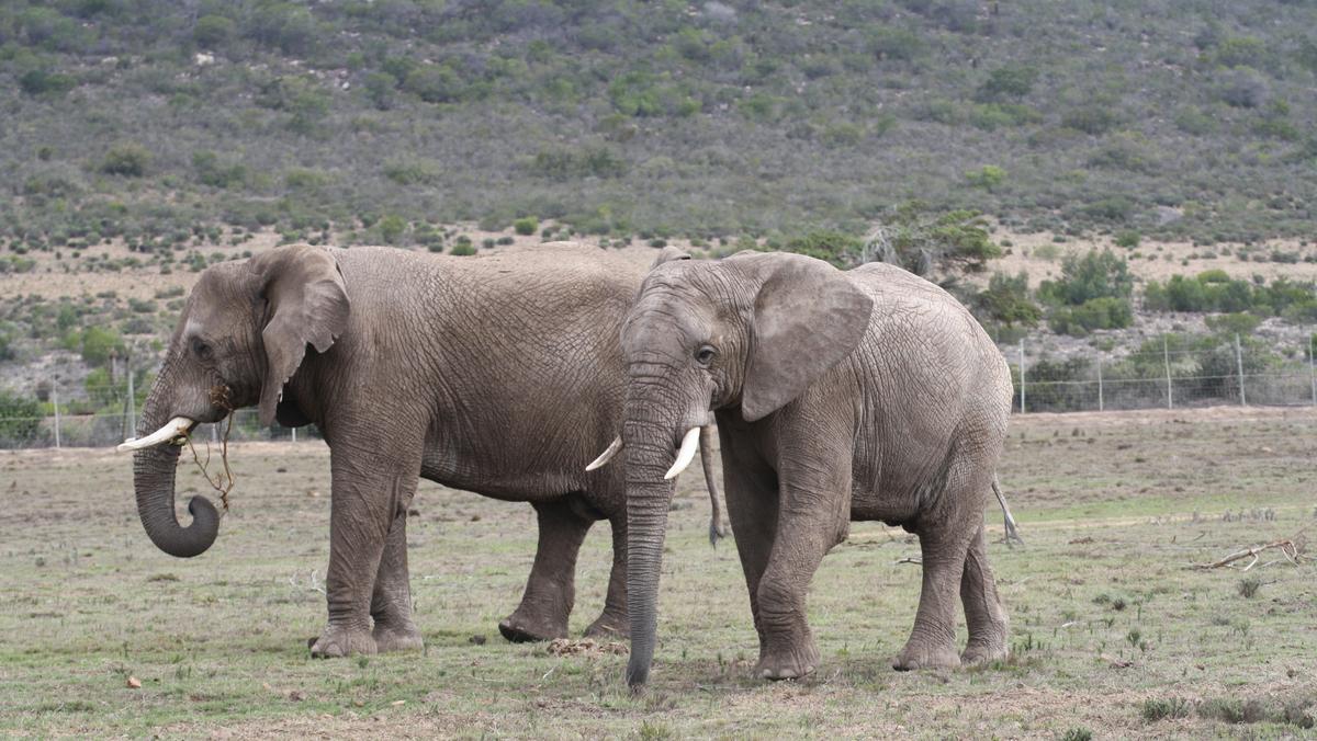 Słonie w RPA