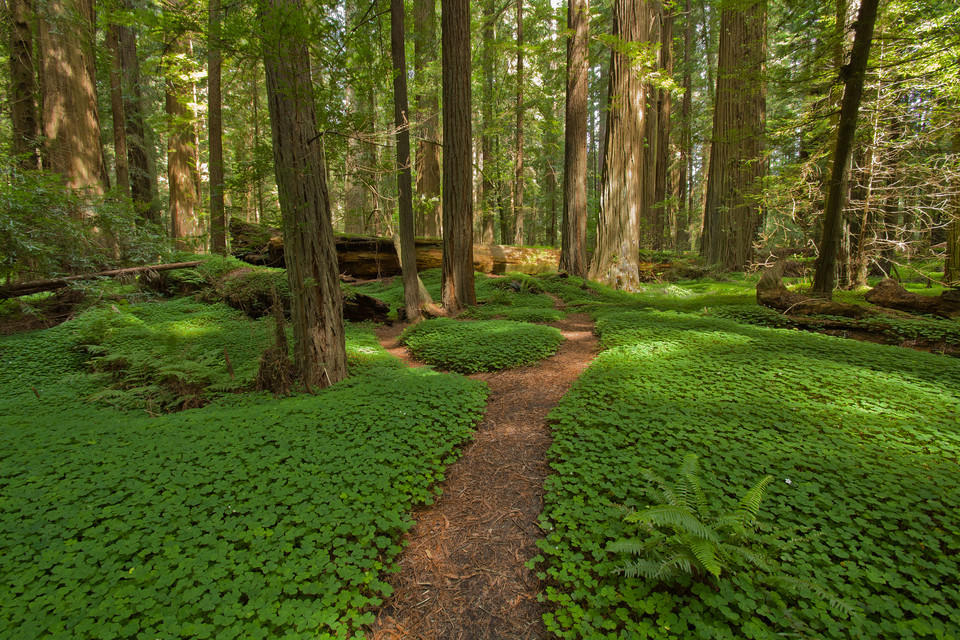 Humboldt Redwoods State Park, USA