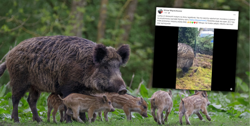 W przyblokowym ogródku w Gdańsku urodziły się dziki. Czeka je okrutny los