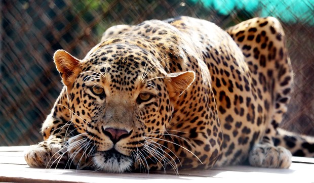Leopard 