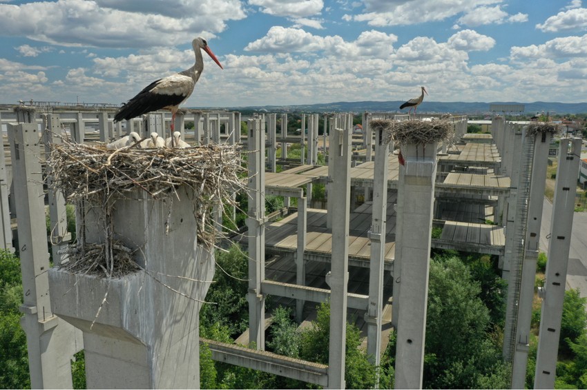 Bele rode u Novom Sadu