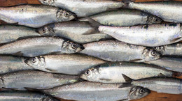 Pięć najzdrowszych gatunków ryb. Jedz je nie tylko od święta