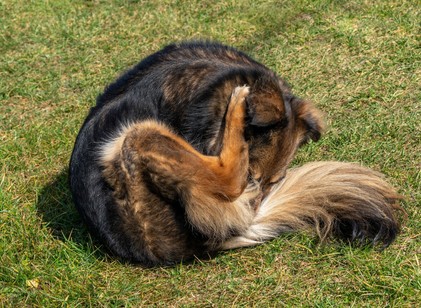 Miért nyalogatja a kutyám a hátsóját? Ebben az esetben érdemes orvoshoz vinni című cikk nyitóképe