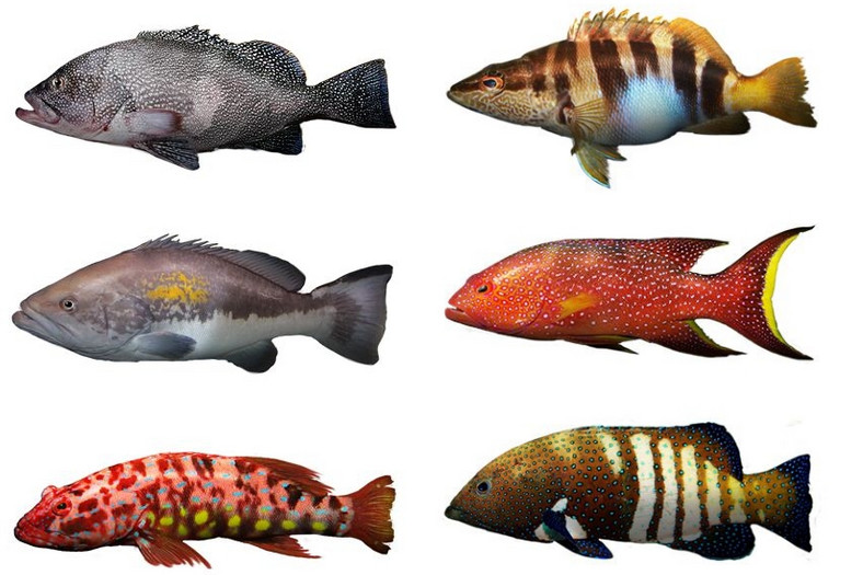 Na Ryby - nowe gatunki ryb 