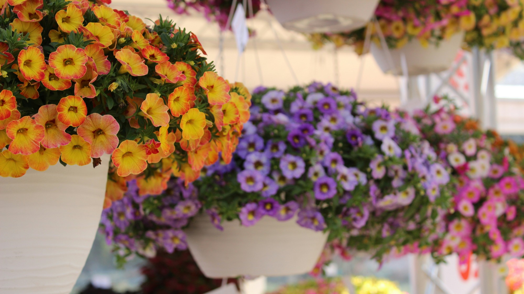 Calibrachoa (million bells) vytvára hustý vodopád drobných kvetov, ktorý okamžite premení obyčajný balkón na živú farebnú scénu.