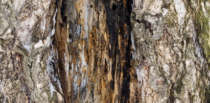 "Spore i równo wydrążone otwory w drzewach". Tatrzański Park Narodowy pokazuje zdjęcia