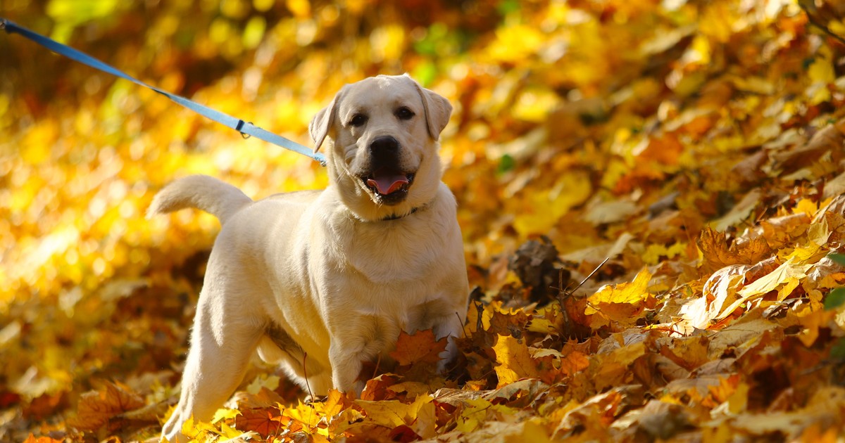 Pora roku chroni przed kleszczami? "Zima to także ważny czas, aby zabezpieczyć zwierzę"