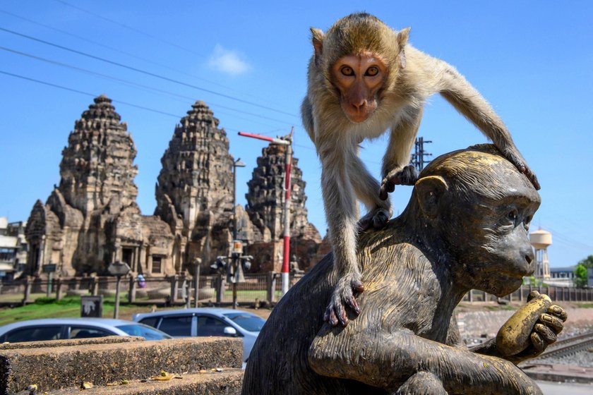 Małpy sieją postrach w tajskim Lopburi