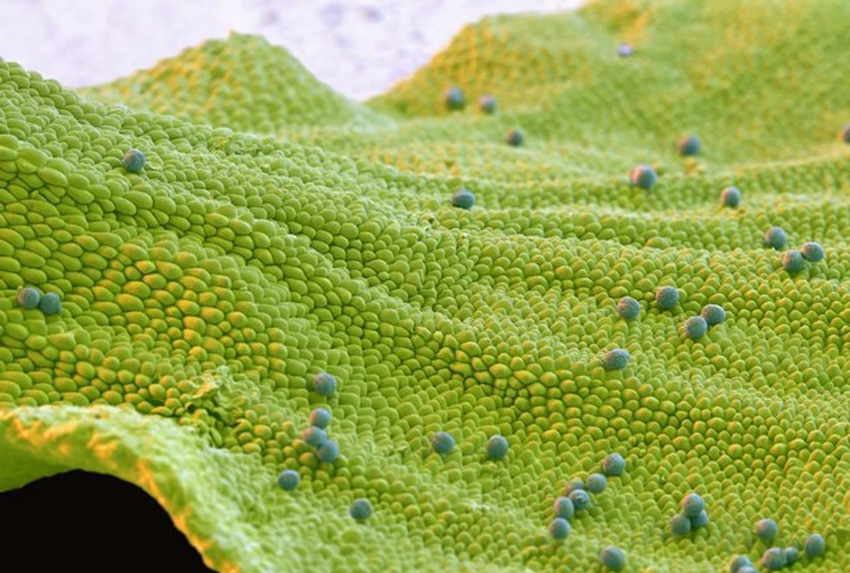 Latica cveta uljane repice Cvet valerijane Prašnici hibiskusa Polen na tučku podbela Cvet kamilice Cvet valerijane   Dlačice na laticama nevena Latica i tučak nevena   Latice cveta uljane repice Četiri zrnca polena jorgovana Latica ruže Pupoljak lovorovog cveta Latica ruže Latica jagorčevine