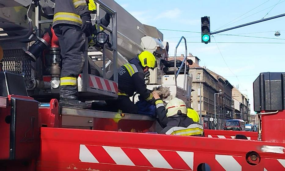 A kiskutyát a kalandos útja után lehozták a magasból a tűzoltók / Fotó: Nagy Tímea