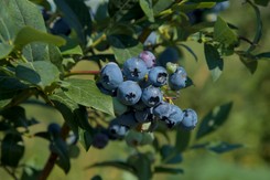 Pod żadnym pozorem nie sadź obok borówki. Krzaki zmarnieją i nie będą owocować
