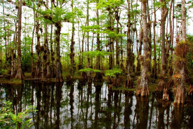 Galeria USA - Park Narodowy Everglades, obrazek 6