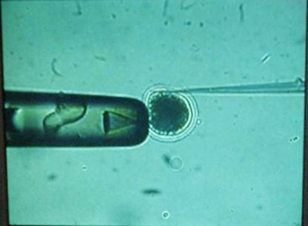 In vitro