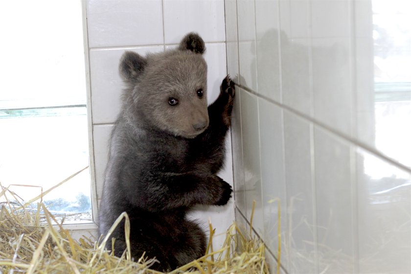 Niedźwiedzica Cisna zamieszkała w poznańskim Zoo