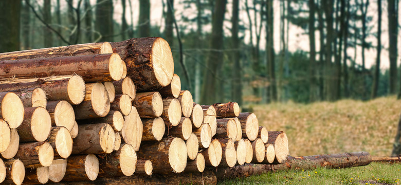 Nowości w systemie sprzedaży drewna. Lasy Państwowe podały datę zmian