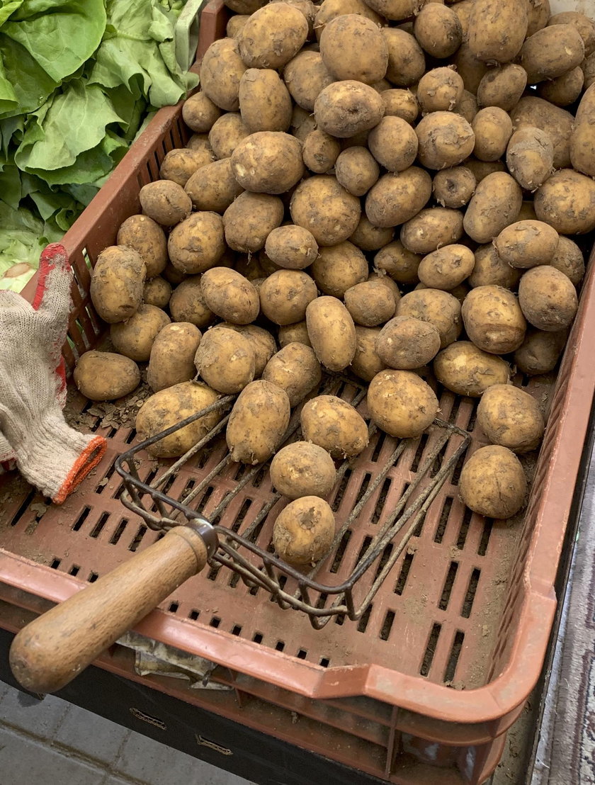 O ile dokładnie drożały ziemniaki w skupie i na targowiskach?