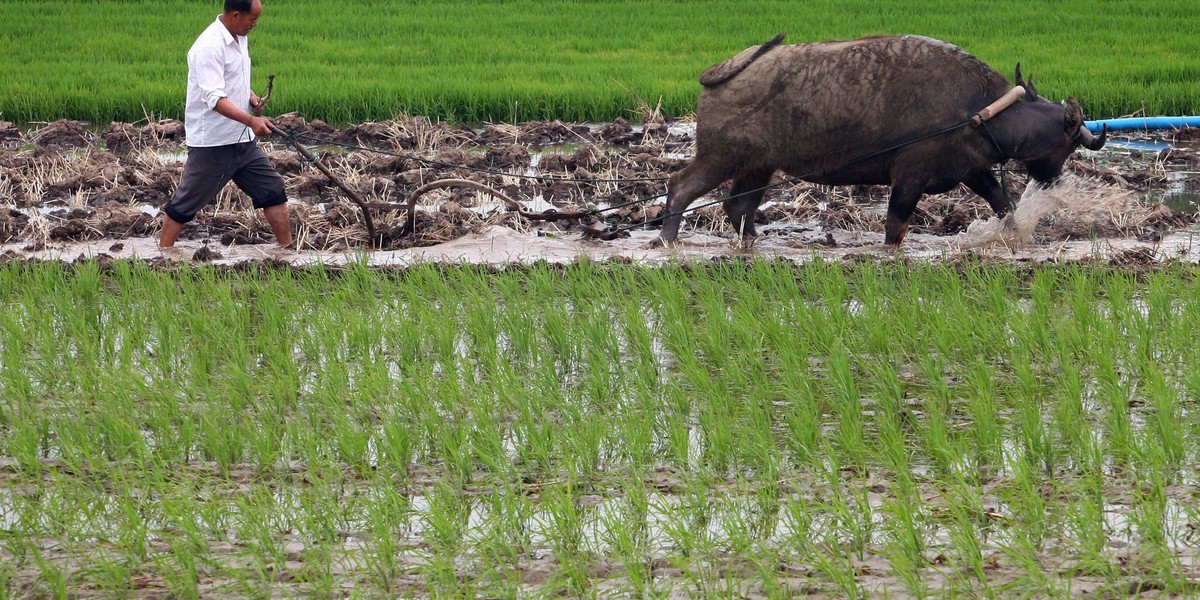 A farmer ploughs among rice seedlings in Jiangsu Province, China