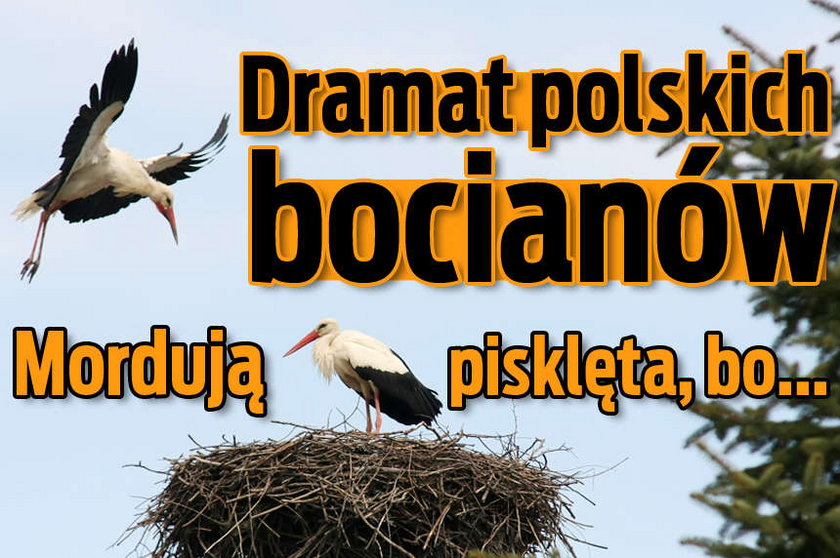 Dramat polskich bocianów. Mordują pisklęta, bo