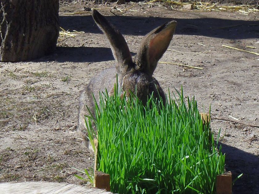 Poznaniacy wybrali imiona dla królików ze Starego Zoo